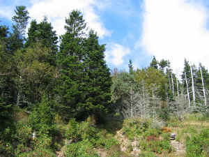 evergreen_forest.jpg (245490 bytes)