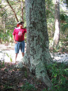 lichen_crust_hickory.jpg (275941 bytes)