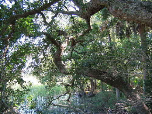 live_oak_sabal_palm.jpg (305945 bytes)