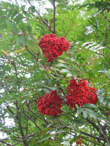 mountain_ash_fruit.jpg (237672 bytes)