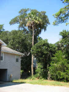 sc_champ_palmetto.jpg (225912 bytes)