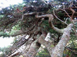 twisted_fir_limbs.jpg (302463 bytes)