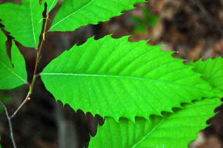 American Chestnut.jpg (49616 bytes)