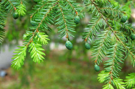 Treated Hemlock.jpg (71124 bytes)