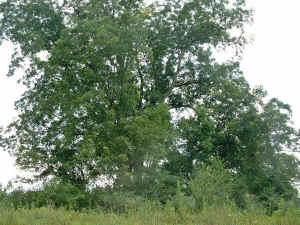 old_hopkins_pecan1.jpg (88341 bytes)