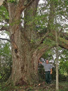 old_hopkins_pecan2.jpg (104736 bytes)
