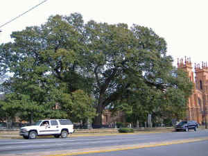 sire_oak1.jpg (78790 bytes)