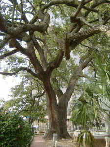 sire_oak2.jpg (98114 bytes)