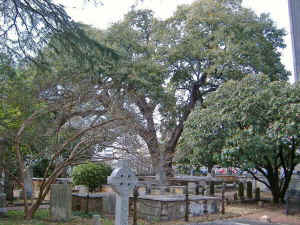 sire_oak3.jpg (101505 bytes)