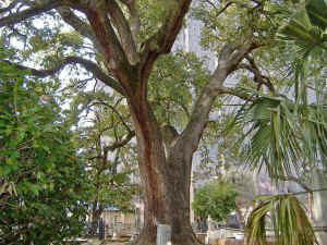 sire_oak4.jpg (99674 bytes)