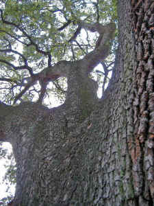 sire_oak5.jpg (90976 bytes)