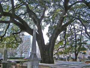 sire_oak6.jpg (102195 bytes)
