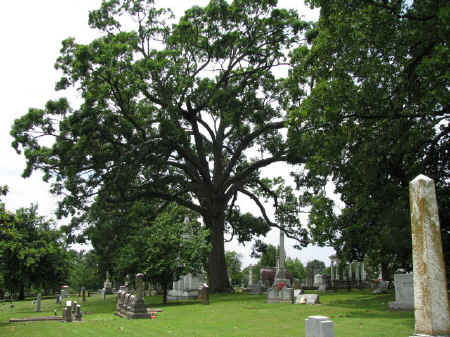 Northern Red Oak Elmwood Cemetery, Memphis, TN.jpg (105401 bytes)