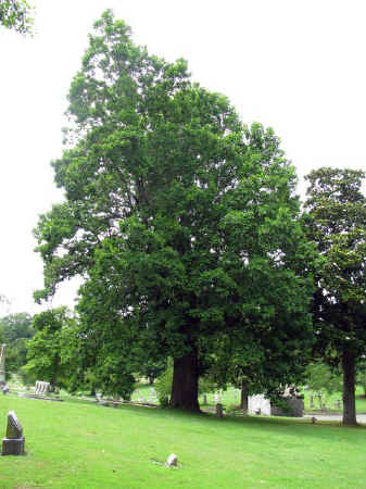 tulip tree, elmwood cemetery, TN.jpg (152386 bytes)