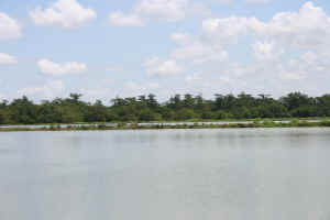 SkyLakeSlough_cypress1.jpg (25630 bytes)