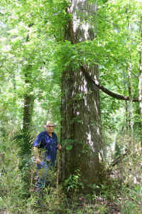 Sweetgum+GarySmith1.jpg (87658 bytes)