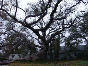 image001a.jpg (259993 bytes)