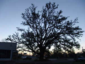 trees003a.jpg (80114 bytes)
