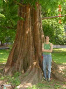 dawn_redwood_princeton2.jpg (43576 bytes)