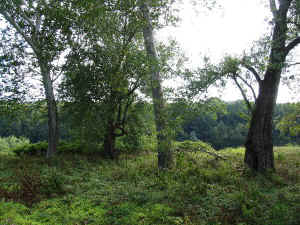 silver maple-sycamore complex.JPG (121515 bytes)
