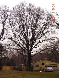 blackjack_oak2a.jpg (138934 bytes)