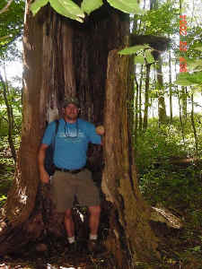 scott_haskell_tulip_poplar4.jpg (116286 bytes)
