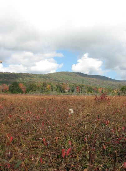 cranberry.jpg (79459 bytes)
