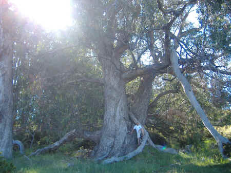 Another unknown tree going to the maui crater.jpg (912006 bytes)