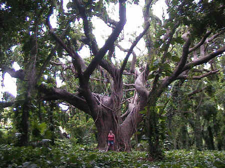 Unknow big tree in maui.jpg (1042556 bytes)