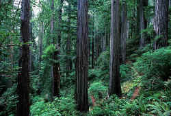 prairiecreekredwoods.jpg (70834 bytes)