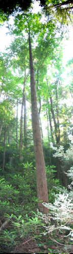 backbonerockfalls010.jpg (143715 bytes)