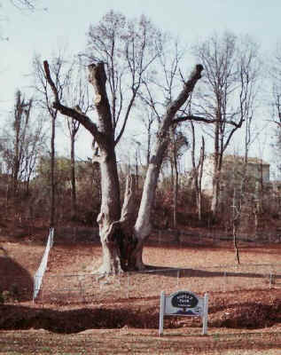 bedfordstump.jpg (56599 bytes)