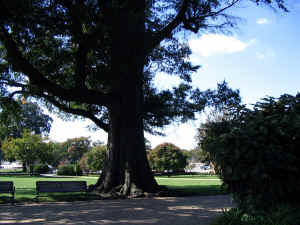 capitol_willow_oak.jpg (193430 bytes)