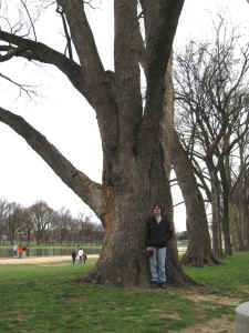 myself_huge_elm_treea.jpg (63597 bytes)