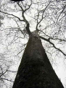 view_up_trunk.jpg (61417 bytes)