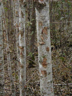 bark_damage.jpg (149339 bytes)