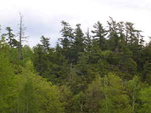 black_river_pines1a.jpg (45480 bytes)