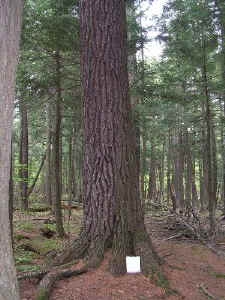 black_river_pines2a.jpg (69663 bytes)
