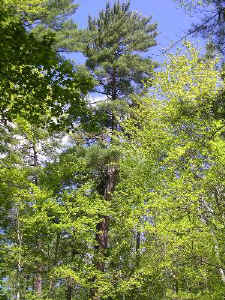 cathedral_pines1a.jpg (92182 bytes)
