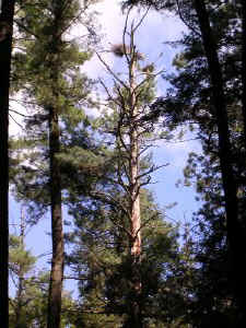 cathedral_pines2a.jpg (66001 bytes)
