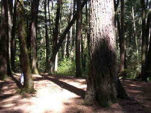 cathedral_pines3a.jpg (65196 bytes)