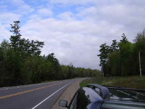 hwy8_pines1a.jpg (30135 bytes)