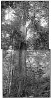 walnut_wyalusing_sp_wi.jpg (47212 bytes)