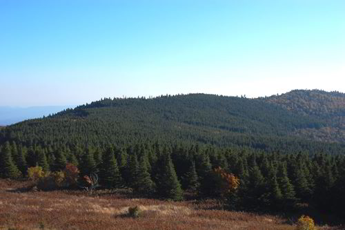 Northern Boreal Forest (Taiga)