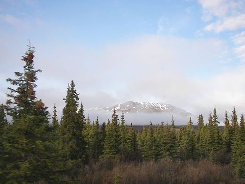 Northern Boreal Forest (Taiga)