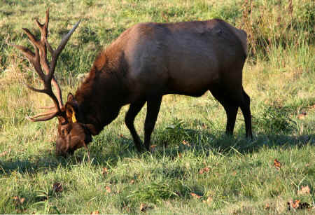 elk-2.jpg (303537 bytes)