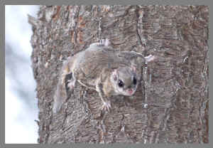 squirrels_flying-12-04-07_11-2.jpg (59599 bytes)