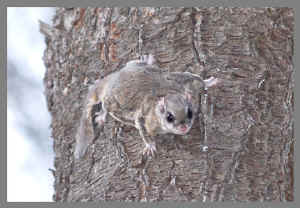 squirrels_flying-12-04-07_11-2.jpg (59599 bytes)