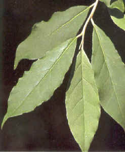 autumn_olive.jpg (40247 bytes)