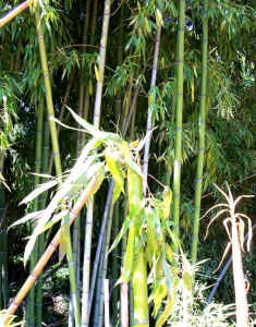 bamboo.jpg (93565 bytes)